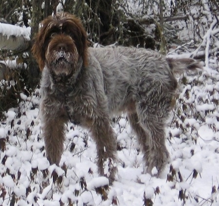 The left side of a white with brown and black Wirehaired Pointing Griffon dog standing across a snowy hill, it is looking forward and it has snow over its mouth.