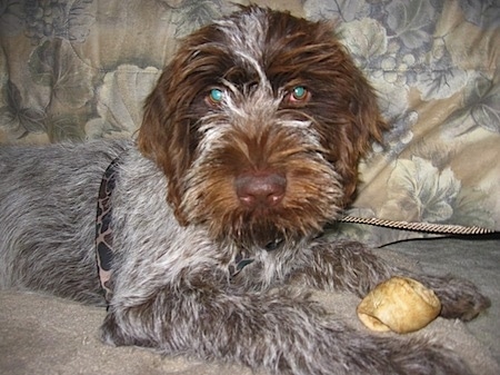 A white with brown and black Wirehaired Pointing Griffon puppy is laying across a tan carpet looking forward. There is a rawhide bone in between its front paws. The dog has a brown nose and glowing green eyes.