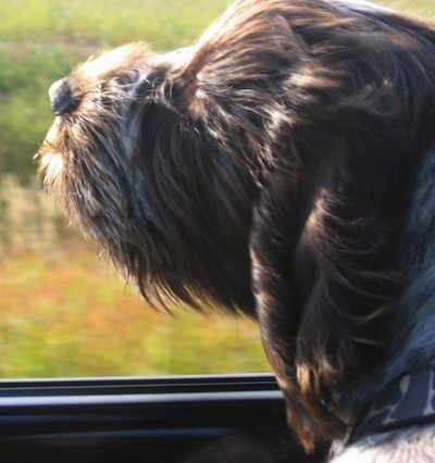 Close up side view - A brown with white and black Wirehaired Pointing Griffon puppy sticking its head out of the window of a moving car with its fur blowing back.