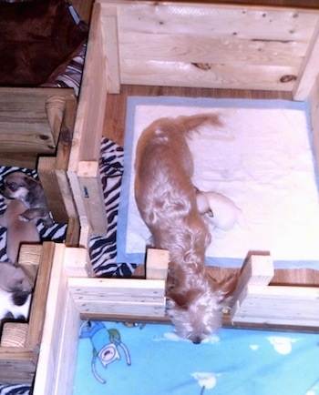 A tan Yorkie mother dog is walking through a door in a wooden whelping box with her puppies in the section next to her.