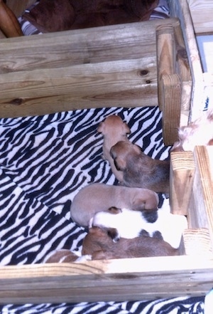 A litter of puppies are gathered in the corner of a whelping box on top of a black and white striped leopard blanket.
