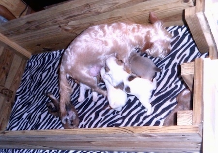 A tan Yorkie mother dog is standing in a  wooden whelping box with a black and white leopard striped blanket in it with a litter of puppies nursing from her.