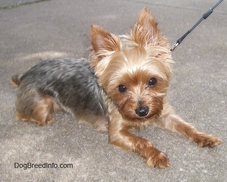 The front right side of a tiny little, tan with gray Yorkshire Terrier dog laying across a street and it is looking forward. It has a small head, pointy perk ears with longer hair around them, wide round dark eyes, a black nose, small paws and a docked tail.