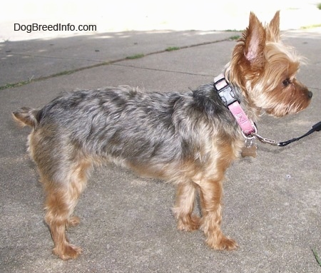 The right side of a shaved black and tan Yorkie dog standing across a sidewalk. It is wearing a pink collar and it is looking to the right. It has pointy perk ears and a small docked tail.