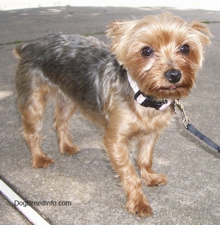 The front right side of a tan and black Yorkie that is standing on a sidewalk. Its ears are back and its tail is low. It has wide round eyes and a black nose.
