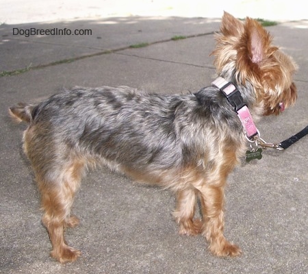 The right side of a brown and black Yorkie that is standing across a concrete surface, it is wearing a pink collar and it is looking to the right. It has a small docked tail.