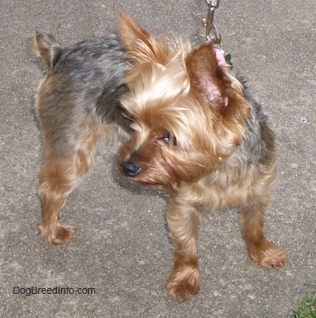 The front right side of a small, soft-looking, black and brown Yorkshire Terrier that is standing across a concrete sidewalk. The Yorkie is looking to the left. It has large perk ears and a small docked short tail.