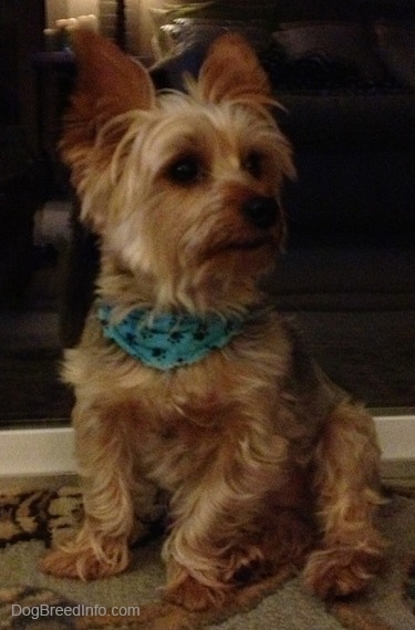 A tan, cream with gray Yorkshire Terrier dog sitting on a rug wearing a blue bandana and it is looking to the right.