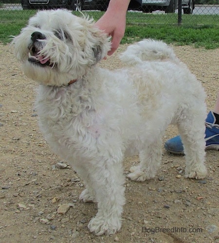 The front left side of a wavy coated, tan Zuchon that is standing across a dirt surface. The small dog is panting and there is a person holding its collar. Its tail is curled up over its back.