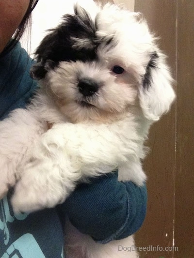 Close up - A thick coated, soft looking, white with black Zuchon puppy being held in the air against a persons side. It looks like a stuffed toy.