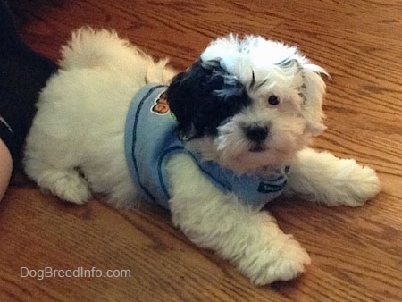 The right side of a soft looking, thick coated, white with black Zuchon puppy that is laying across a hardwood floor and it is wearing a blue shirt. It has wide round dark eyes and a big black nose.