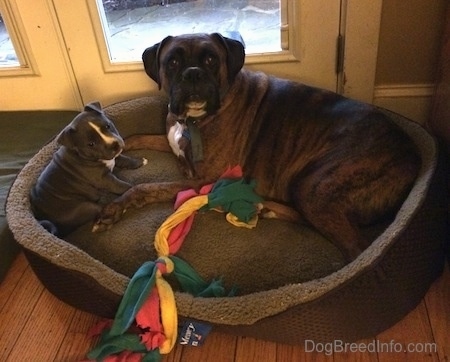 A brown brindle Boxer and A black with white Pitbull Terrier Puppy are laying in a dog bed