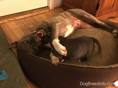 A brindle with white Pit Bull Terrier is playing with a black with white American Bully puppy in a dog bed