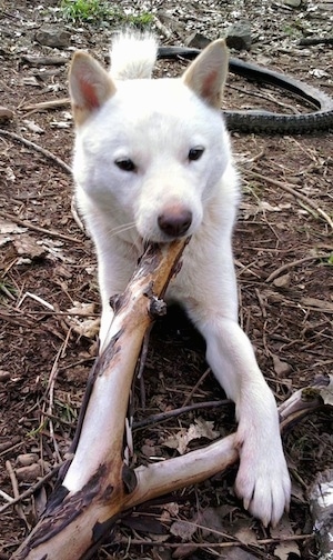 A white Japanese Ainu is laying outside with a stick in its mouth and an old bike tire is behind it.