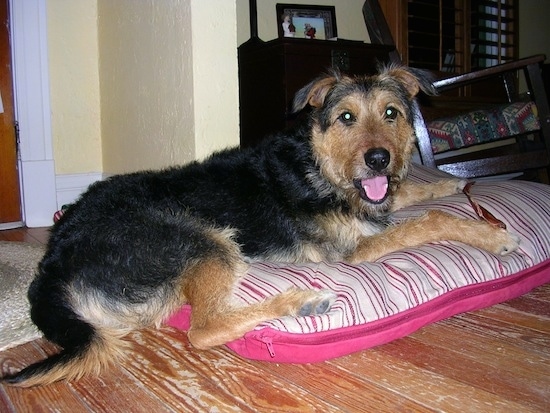 The right side of a black with tan Airedale Shepherd dog laying across a pink dog bed and it is looking forward, its mouth is open and it looks like it is smiling. It has small ears that fold out to the sides of its head, a big black nose, wide eyes and a long muzzle
