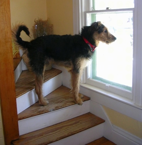 The right side of a black with tan Airedale Shepherd that is standing on stairs and it is looking out a window. It has small ears that fold out to the sides, a long tail that curls up in a C, a long muzzle, a black nose, a red collar and tall legs with wiry looking fur