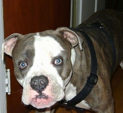 Close up - The front left side of a merle Alapaha Blue Blood Bulldog that is standing in front of an open door with a harness on