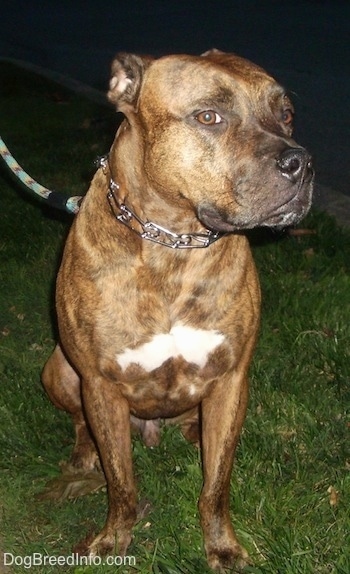 Bull Staffy Breed Pictures Page