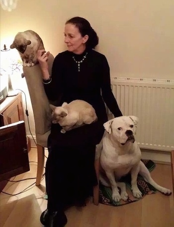 An American Bulldog that is sitting next to a lady in a living room. There is a cat in the ladies lap and there is a cat sitting on the back of the chair she is on.
