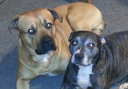 The front left side of a tan with white American Bullweiler that is laying down next to another dog.