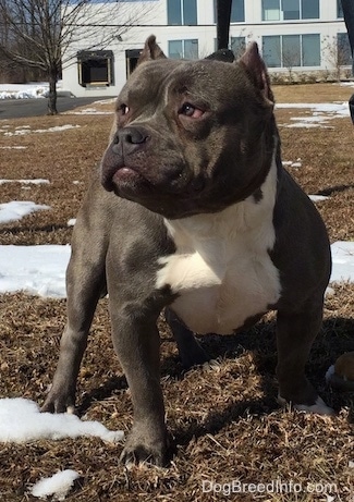 The front right side of a black with white American Bully that is standing on lawn, it is looking to the left and there is snow all spread out along the lawn.