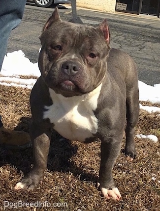 The front left side of a gray with white American Bully that is standing on a lawn, he is looking forward and there is a person standing to the left of him.