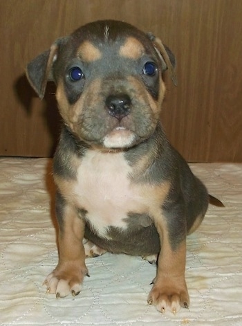 A chocolate with tan and white American Bully puppy that is sitting on a blanket and it is looking forward.