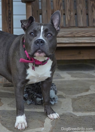 The front right side of a gray with white American Bully that is standing outside across a stone porch, she is looking forward and behind her is a wooden glider.