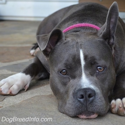 Close up - A gray with white American Bully is laying down outside on a stone porch and she is looking forward.