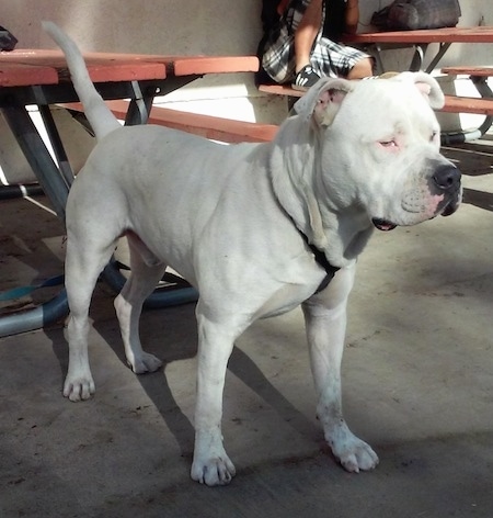 The front right side of a white American bully that is standing in front of picnic tables, it is looking to the right and there is a person sitting behind it