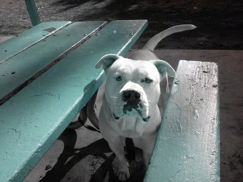 A white American Bully is standing in between a picnic table and the bench.