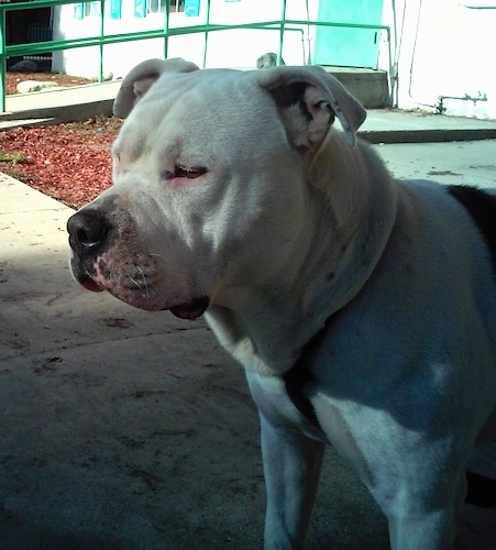 Close up - The left side of a white American Bully that is standing across a concrete surface and it is looking to the left.