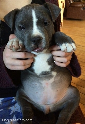The underside of a black with white American Bully puppy that is being held up, by a person sitting on a hardwood floor.