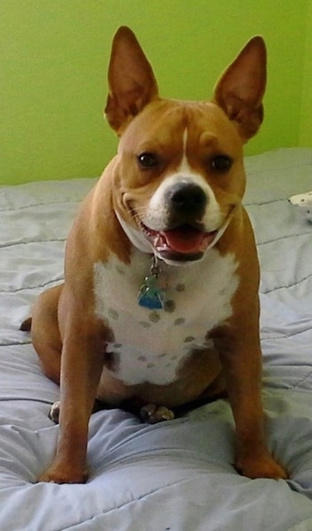 A red with white American French Bull Terrier is sitting on a bed, it is looking forward, its mouth is open and its tongue is out.