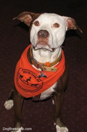 A red with white American Pit Bull Terrier is sitting on a floor, it is wearing a bandana and it is looking up.