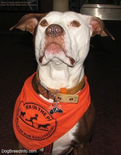 Close up - A red with white American Pit Bull Terrier is wearing a bandana and it has on a  Philadelphia Flyers Dog Tag.
