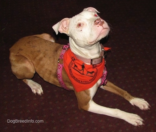 The front right side of a tan with white American Pit Bull Terrier that is laying across a floor. It is wearing a bandana with its head up very attentively