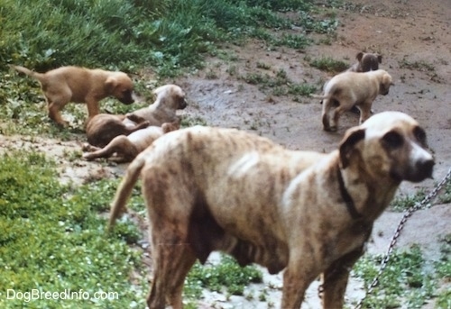 An American Pit Bull Terrier and a litter of six puppies are playing in mud