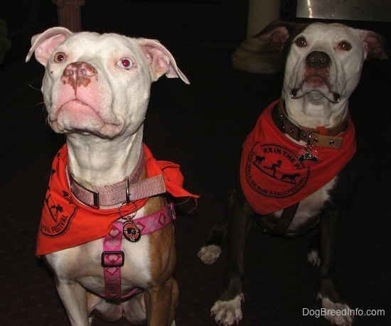 Two American Pitbulls are sitting in a room wearing bandanas and they are looking up.