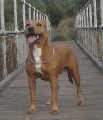 View from the front - A red with white Staffie mix is standing on a wooden bridge that has medal fence rails on each side. Its mouth is open and its tongue is out. The dog is wearing a choke chain collar.
