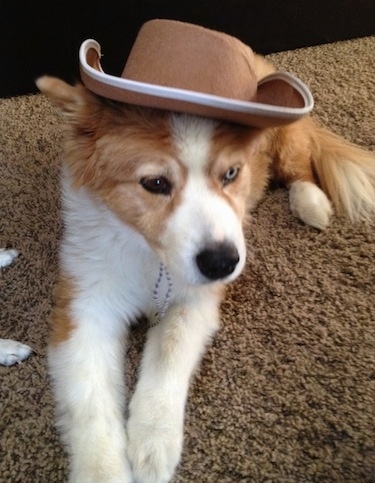 A sable and white Aussie Siberian puppy is laying on carpet and it is wearing a cowboy hat.