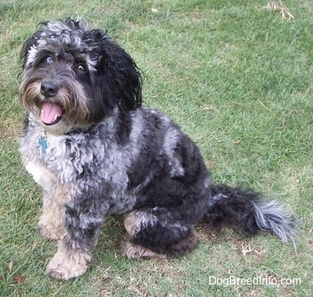 The left side of a merle Aussiedoodle that is sitting across grass, it is looking forward, its mouth is open and its tongue is out.