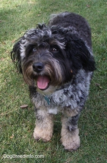 A merle Aussiedoodle is standing on grass with its mouth open and tongue out. It is looking to the left.