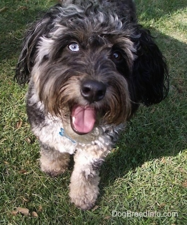 Close Up - A merle Aussiedoodle has one blue eye and one brown eye. He is outside and standing on grass with his mouth open and tongue out.