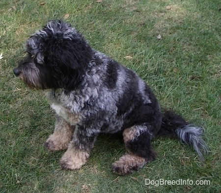 The left side of a merle Aussiedoodle that is sitting across a lawn