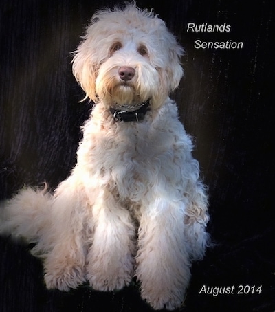 A white Australian Cobberdog is sitting in front of a wood texture background. The words - Rutlans Sensation August 2014 - are overlaid on the image.