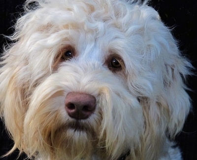 Close up - Head shot of a white Australian Cobberdog, its head is slightly tilted to the right.