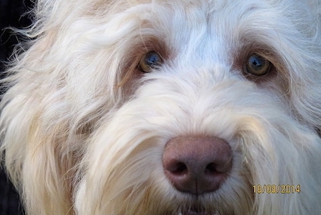 Extreme Close up - The face of a white Australian Cobberdog that is looking forward.
