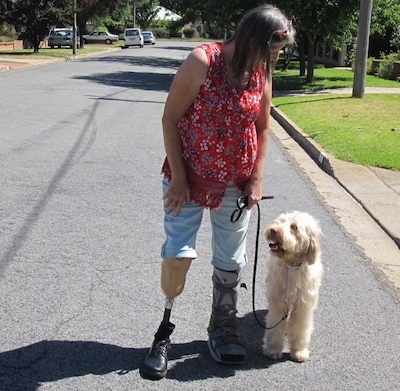 A white Australian Cobberdog is assisting an ampuitee with a broken foot. They are standing in a street and looking at each other.