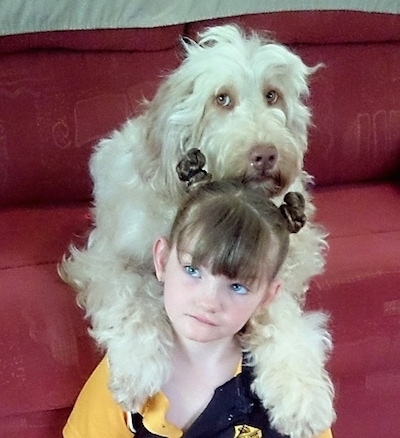 A white Australian Cobberdog is on a couch with its paws laying on the shoulders of a little girl who is sitting on the floor.